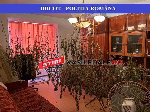 DESCINDERI: PERCHEZIŢII ÎN MARAMUREŞ LA PERSOANE BĂNUITE DE TRAFIC DE DROGURI DE RISC (FOTO, VIDEO)