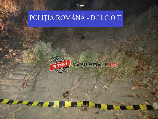 FOTO: Plantaţie de cannabis pe malul Someşului, între Seini şi Pomi, lângă viitorul pod rutier