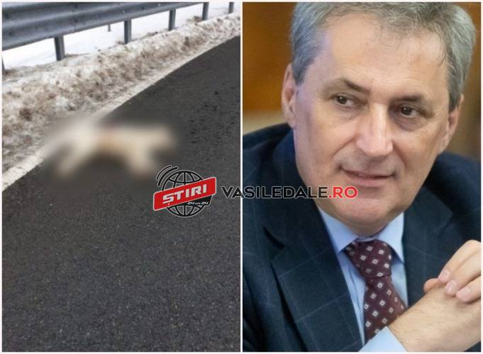 URMARE CÂINE ÎMPUȘCAT: Corpul de control al ministrului de Interne, în control mâine la Poliția Borșa