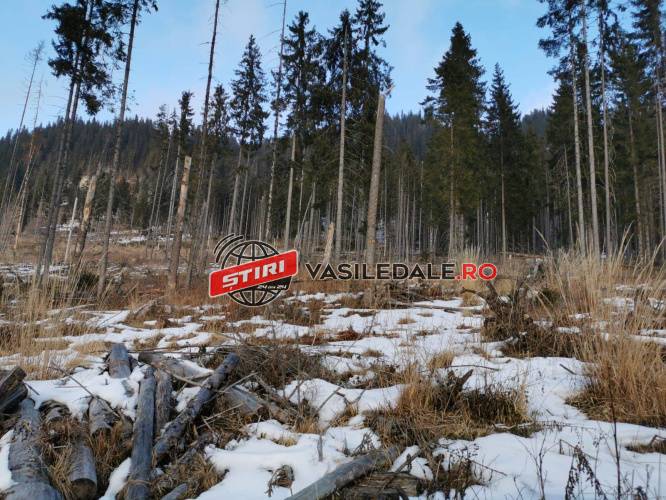 EXCLUSIV / PRĂPĂD LA BORȘA: Păduri seculare rase de pe suprafața pământului. Se cere intervenția Ministrului Mediului (FOTO, VIDEO)