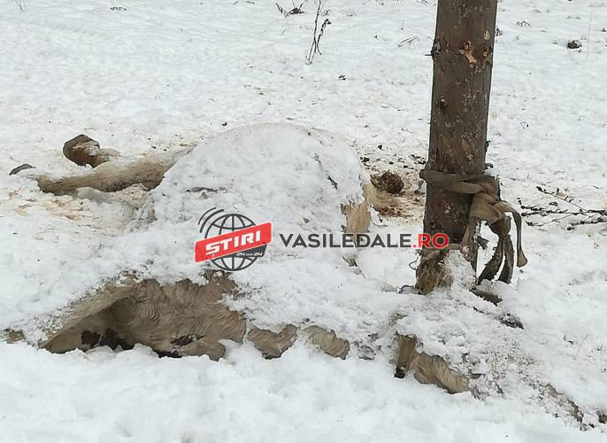 FOTO ȘOCANT: Încă un cal, folosit ca momeală, și mistreți ținuți captivi, pe fonduri de vânătoare din Maramureș și Bistrița Năsăud