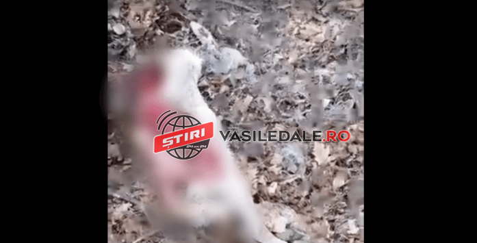 IMAGINI ÎNGROZITOARE: Se întâmplă din nou: căprioară gestantă, ucisă de câini în pădurea de la Stejera