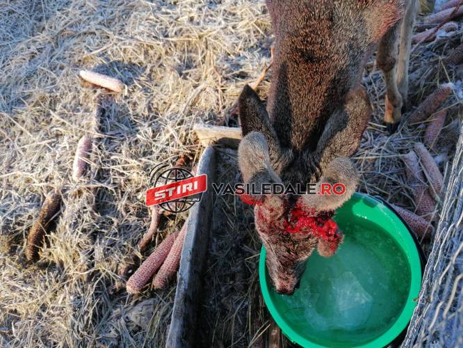 NU SE MAI TERMINĂ: Câinii fac prăpăd printre căprioarele şi căpriorii din Stejera și Iadăra (FOTO/VIDEO ȘOCANT)