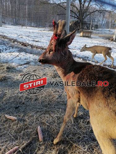 BUNĂTATE: Viaţa unei căprioare rănite, salvată de un bărbat din Bârsana