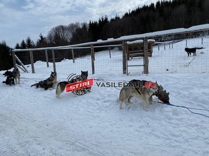 BUDEȘTI: Un cuplu de francezi organizează prin Munții Gutâi curse cu sănii trase de câini aduși din Groenlanda (FOTO, VIDEO)