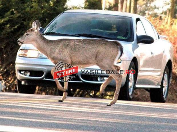 CERCETAT PENTRU BRACONAJ: Un bărbat din Bozânta Mică a lovit un căprior, pe care ulterior l-a transportat la domiciliul său