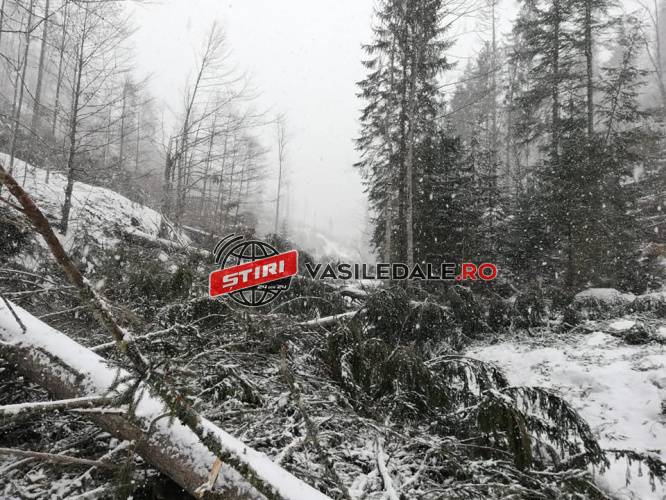 GALERIE FOTO: Vântul a făcut prăpăd în Munții Rodnei! Risc de avalanșe în aceeași zonă