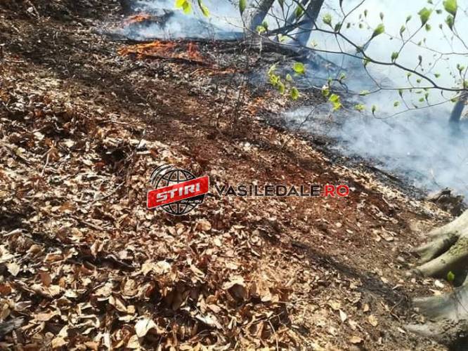 OAMENI INCONȘTIENȚI: Ard pădurile în tot județul. La Suciu de Sus și pe Valea Vaserului flăcările abia sunt ținute sub control (FOTO/VIDEO)