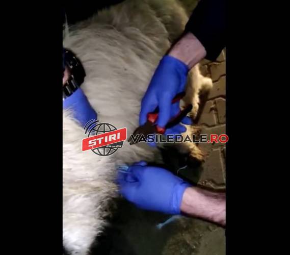 FOTO, VIDEO: Câine salvat de Alin şi George, doi poliţişti din Maramureş