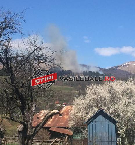 EXCLUSIV VIDEO: INFERN LA POIENILE DE SUB MUNTE – Pădure de brad cuprinsă de foc, ziua s-a transformat în noapte