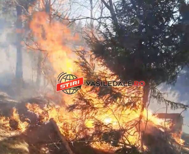 VIDEO: Incendii violente de pădure în întreg județul Maramureș