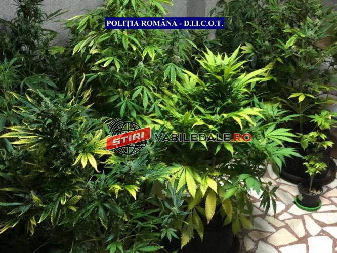 GALERIE FOTO: Polițist de frontieră din Sighet – cultivator și traficant de droguri. A încercat să fugă de mascați, sărind pe geamul apartamentului