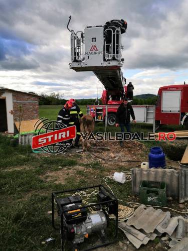 FOTO, VIDEO: Viţică salvată dintr-o fântână de pompierii sigheteni