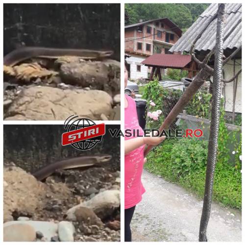 EXCLUSIV VIDEO: REPEDEA – De frică au ucis cu furca un șarpe inofensiv lung de peste 2 metri. Este ocrotit de lege în România EXCLUSIV VIDEO: REPEDEA – De frică au ucis cu furca un șarpe inofensiv lung de peste 2 metri. Este ocrotit de lege în România