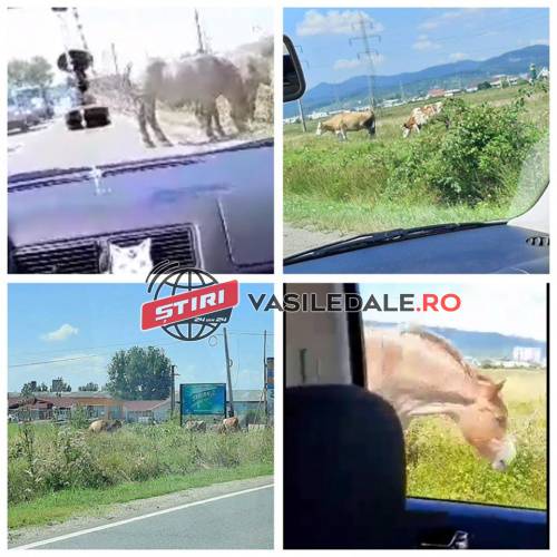 EXCLUSIV VIDEO: CA-N JUNGLĂ – Șoseaua de centură a municipiului Baia Mare este un adevărat pericol pentru șoferi