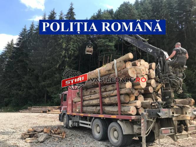 PĂDURAR UCIS: Pedepse mult mai aspre pentru hoţii de lemne. Maramureșul este în topul infracțiunilor silvice