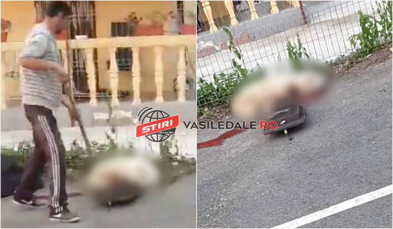 PRELUARE ACTUALMM / EXCLUSIV: MARAMUREȘUL SĂLBATIC – Câine legat de picioare și UCIS cu ușa de la sobă (ACTUALIZARE)