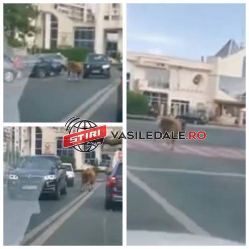 FOTO, VIDEO: Tăuraş la plimbare în zona Mara din Baia Mare