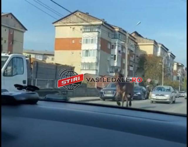 VIDEO: Mergi cu mașina prin Sighet, dar eşti depăşit de… un cal