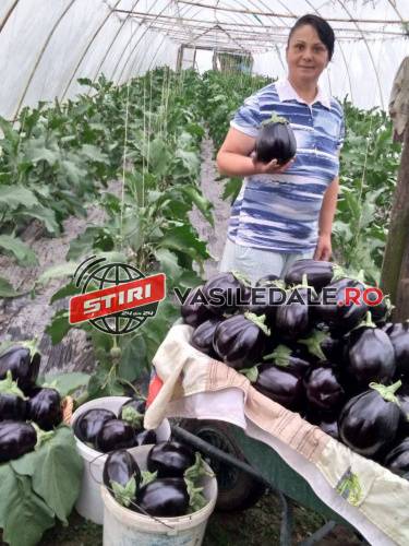 VIDEO: LĂPUȘEL – Micii producători sunt condamnați la moarte de Guvernul liberal al României