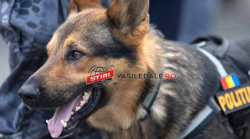 ANUNŢ IPJ MARAMUREŞ: Posturi scoase la concurs în vederea încadrării din sursă externă pentru poliția protecția animalelor