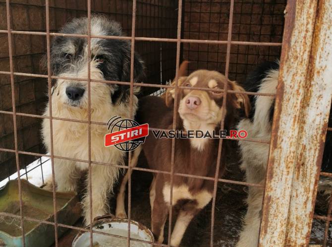 FOTO/VIDEO – Lagăr public de exterminare a câinilor comunitari la Târgu Lăpuș