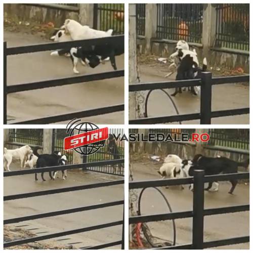 FOTO/VIDEO EXCLUSIV: Băimărenii sunt îngroziți – ”Lupte de stradă” între haitele de maidanezi din oraș