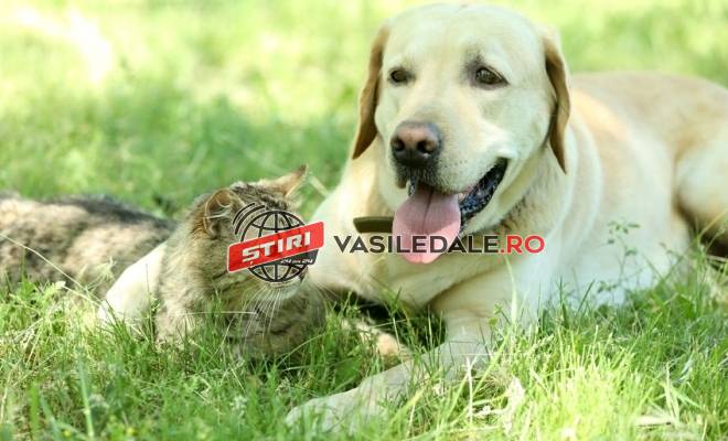 Măsuri privind protecția animalelor