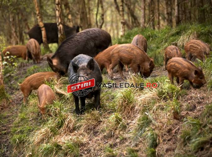 UZ DE ARMĂ LETALĂ FĂRĂ DREPT: Mistreţi împuşcaţi la Borşa