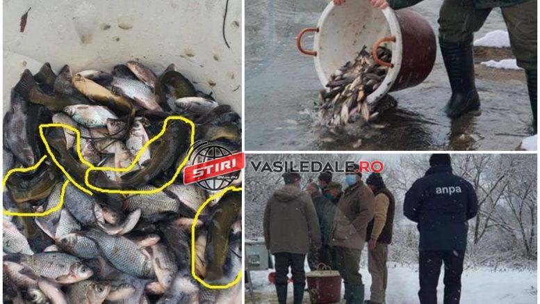 FOTO – AJVPS Maramureș și-a dat cu stângu-n dreptul: Râul Someș, populat cu somn pitic, un pește dăunător pentru fauna acvatică! Pescarii amenință cu proteste și solicită demiterea vinovaților