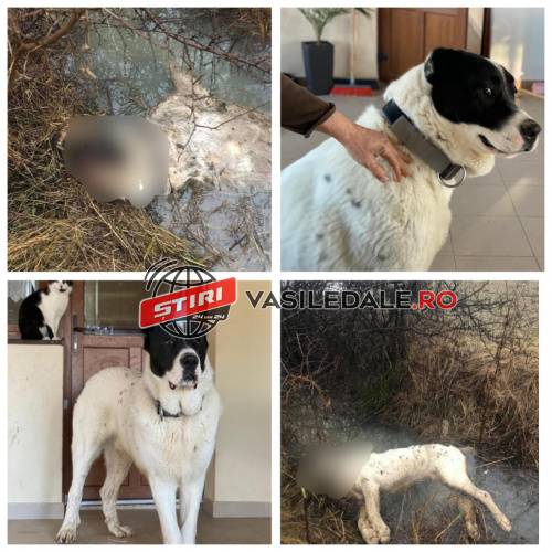 EXCLUSIV FOTO ȘOCANT: Câine împușcat în cap la Coaș. Poliția în alertă. Vânătorul a fost identificat. El împușcase doi câini (actualizare)