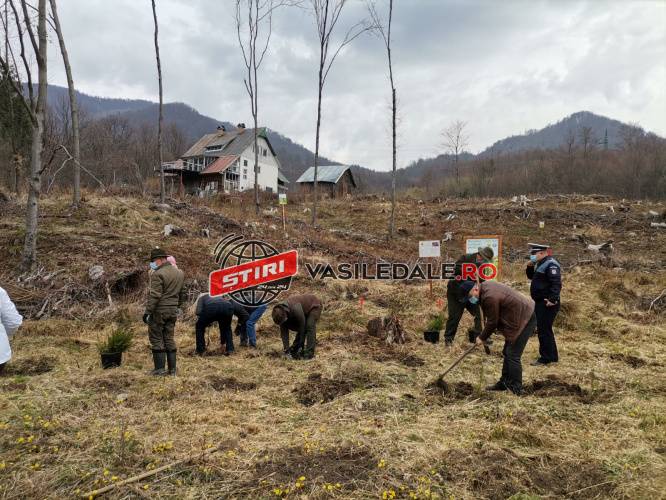 PASUL GUTÂI: 500 de puieți de molid și paltin, plantaţi de poliţişti şi angajați ai Primăriei Baia Sprie și ai Ocolului Silvic