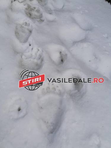 AVERTIZARE SPJ SALVAMONT MARAMUREȘ: Atenţie la urşi în Pietrosul Rodnei AVERTIZARE SPJ SALVAMONT MARAMUREȘ: Atenţie la urşi în Pietrosul Rodnei