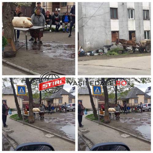 EXCLUSIV FOTO: Au tăiat porcul ”cu public” în fața blocului NATO din Sighetu Marmației. Șobolanii colcăiau prin zonă