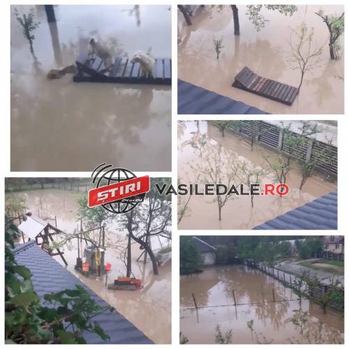 FOTO, VIDEO EXCLUSIV: Prăpăd la Berchez. Gospodării inundate şi solarii distruse