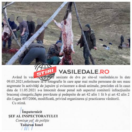 EXCLUSIV IPJ Maramureș: VALEA IZEI – Dosar penal în cazul unei partide de vânătoare la finalul căreia s-ar fi jupuit și eviscerat mistreții împușcați la fața locului