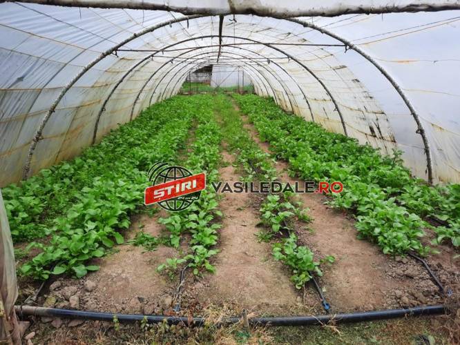 Realizările Liceului„Alexiu Berinde” din Seini, în urma includerii într-un program destinat liceelor tehnologice agricole