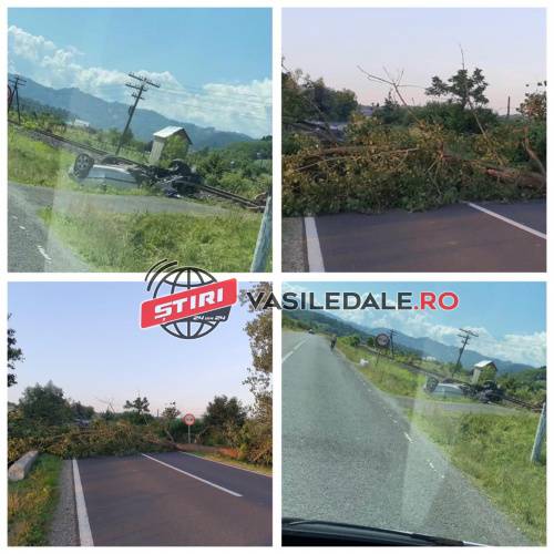 FOTO CITITORI: Copac căzut pe DN18 la Dumbrăvița. Accident și la Petrova, amenzi la Sighetu Marmației