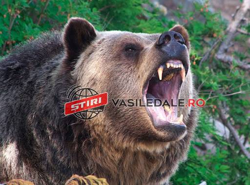 O femeie din Cavnic a fost atacata de urs. Salvata de cainele care o insotea