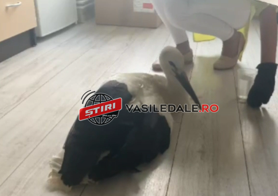 MISIUNE EMOŢIONANTĂ LA SEINI: O barză cu aripa fracturată, salvată de poliţişti