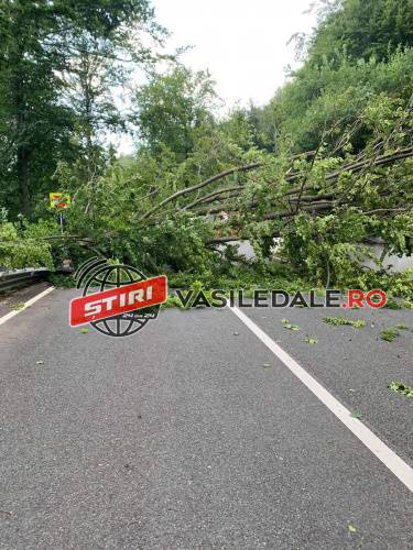 FOTO, VIDEO: Copaci rupţi, drum blocat în Pasul Gutâi