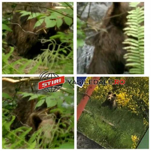 EXCLUSIV FOTO/VIDEO: URȘII REVIN ÎN REPEDEA – Un urs s-a încâlcit astăzi într-un cablu lângă casele oamenilor. Altul fotografiat lângă stația de tratare a apei comunale
