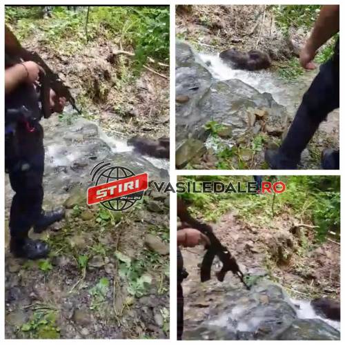 EXCLUSIV FOTO/VIDEO: Atacul urşilor continuă la Repedea. Taur ucis la o stână de pe Valea Repezii