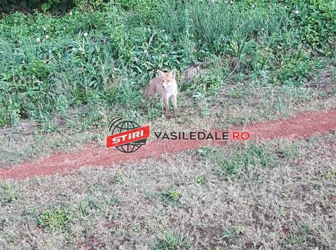 FOTO: Vulpi surprinse pe terenul de atletism din Baia Mare