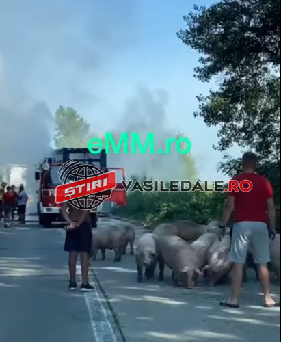 VIDEO: Incendiu la Țicău. Un camion plin cu porci a luat foc. 10 animale au murit (actualizare)