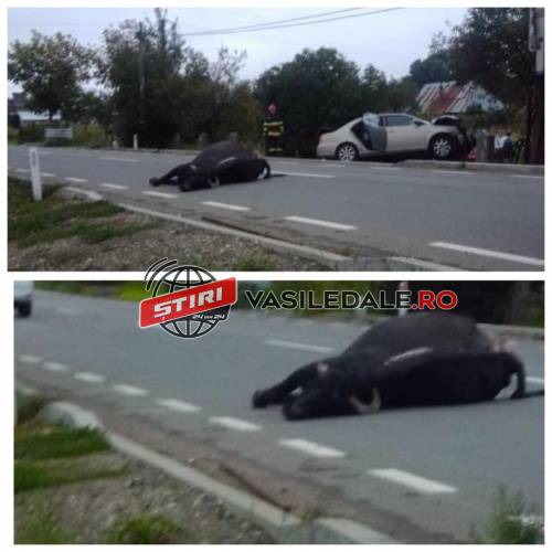 FOTO / ACTUALIZARE: Bivoliţă ucisă de o maşină la Dămăcuşeni. Maşina a ajuns într-un podeţ. Şofer încarcerat