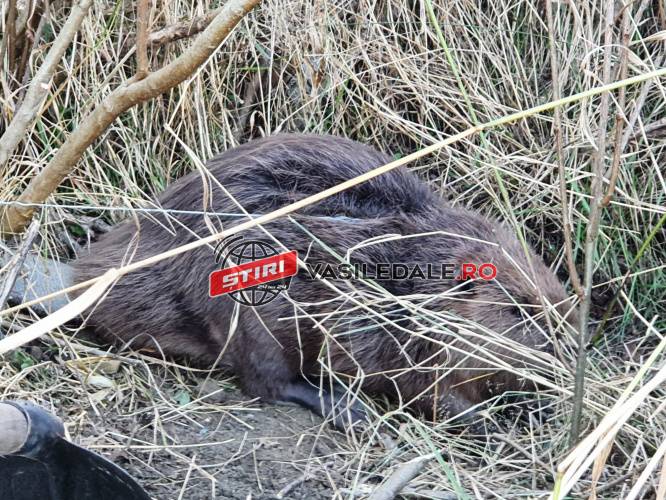 PREMIERĂ PENTRU POMPIERII MARAMUREŞENI: Castor salvat dintr-un laţ la Gârdani (FOTO)