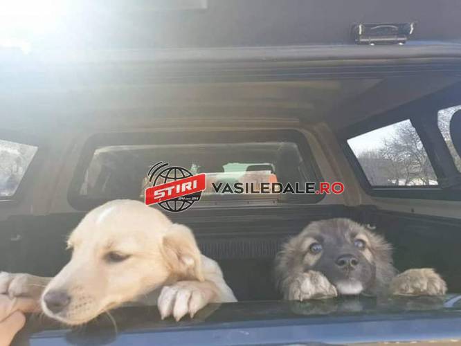 DOSAR PENAL / BAIA MARE: Polițiștii Biroului pentru Protecția Animalelor au rezolvat cu promptitudine un caz de recuperare a doi căței (FOTO)