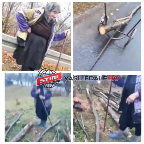 VIDEO – CUTREMURĂTOR: Pentru a avea căldură la iarnă o bătrânică din Petrova cară kilometri întregi câte un buștean căzut prin păduri