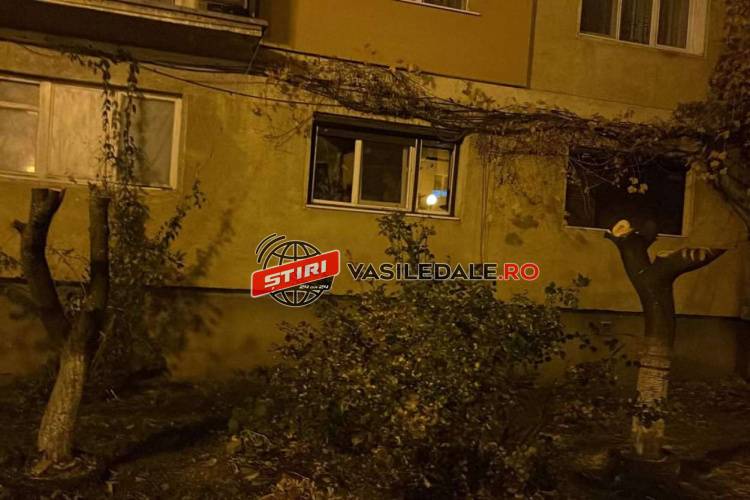 FOTO / ORAŞUL NIMĂNUI: În cartierele din Sighetu Marmaţiei se taie copaci fără nicio opreliște, iar autoritățile nu iau nicio măsură